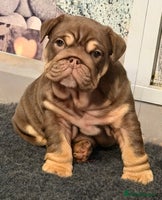 English Bulldog dogs - Advert 7