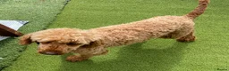 Cavapoo dogs for sale: F1 Fox red cavapoo  girls available 🐶 - Advert 11
