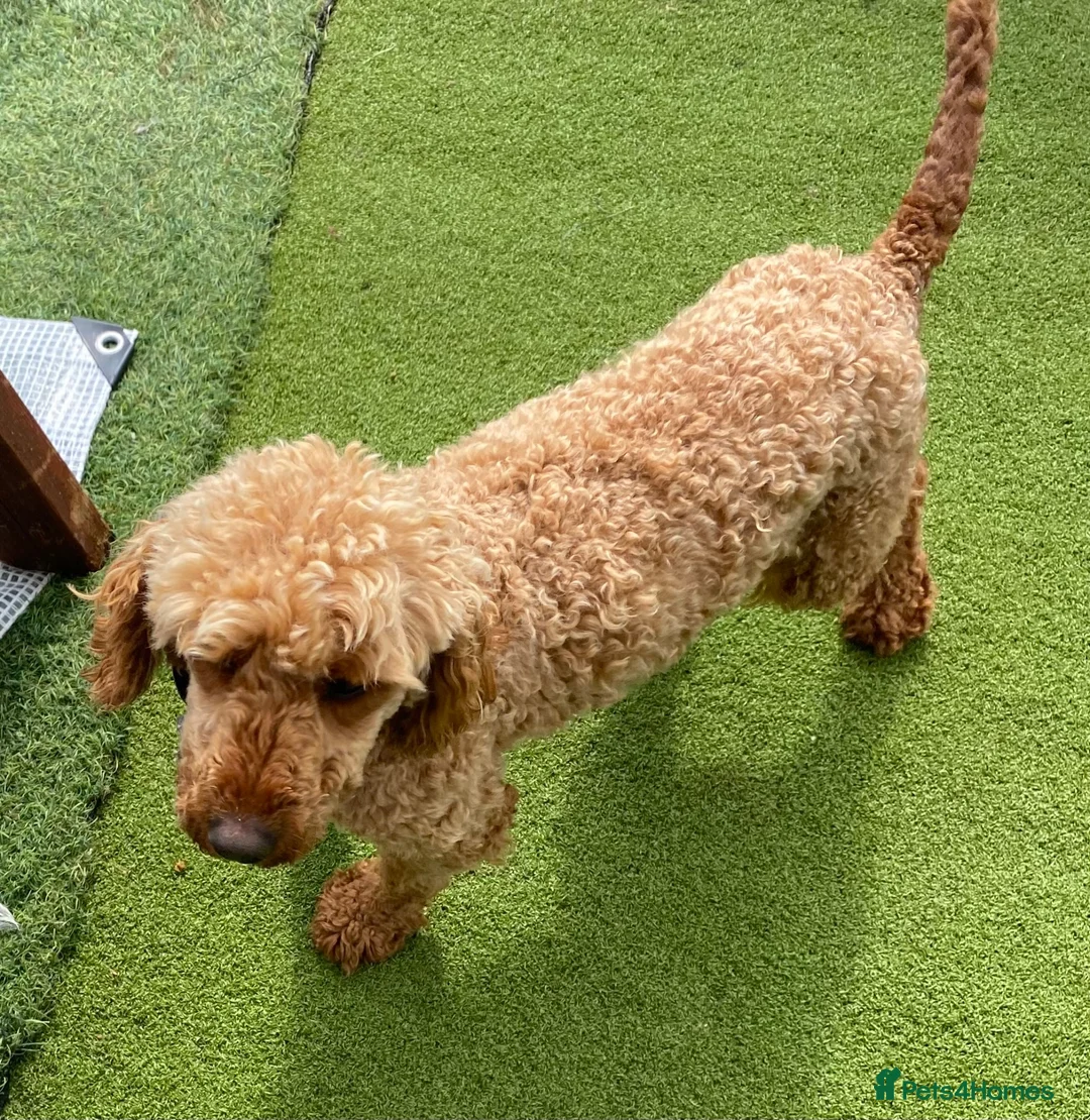 Cavapoo dogs for sale: F1 Fox red cavapoo  girls available 🐶 - Advert 11