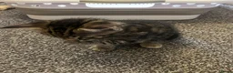 Mixed Breed cats for sale: 3 kittens for sale in Barnsley - Advert 9