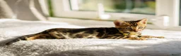 Bengal cats for sale: ONLY 4 LEFT - HEALTH/DNA TESTED BENGALS - Advert 17