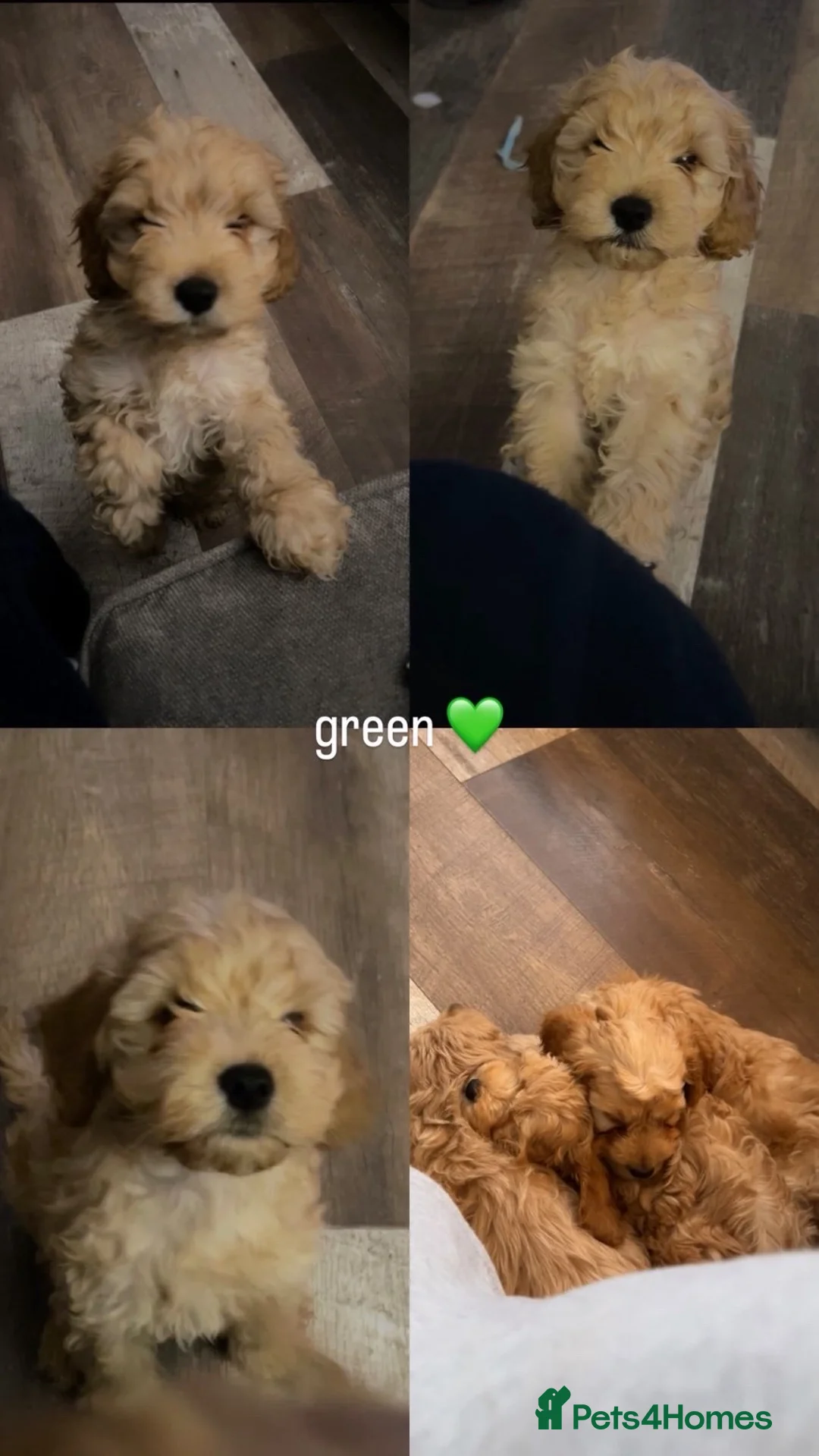 Cockapoo dogs for sale: 3 Gorgeous Male cockerpoo puppies  - Advert 2