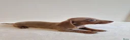 Miniature Dachshund dogs for sale: Beautiful Miniature Dachshund Puppies  - Advert 18