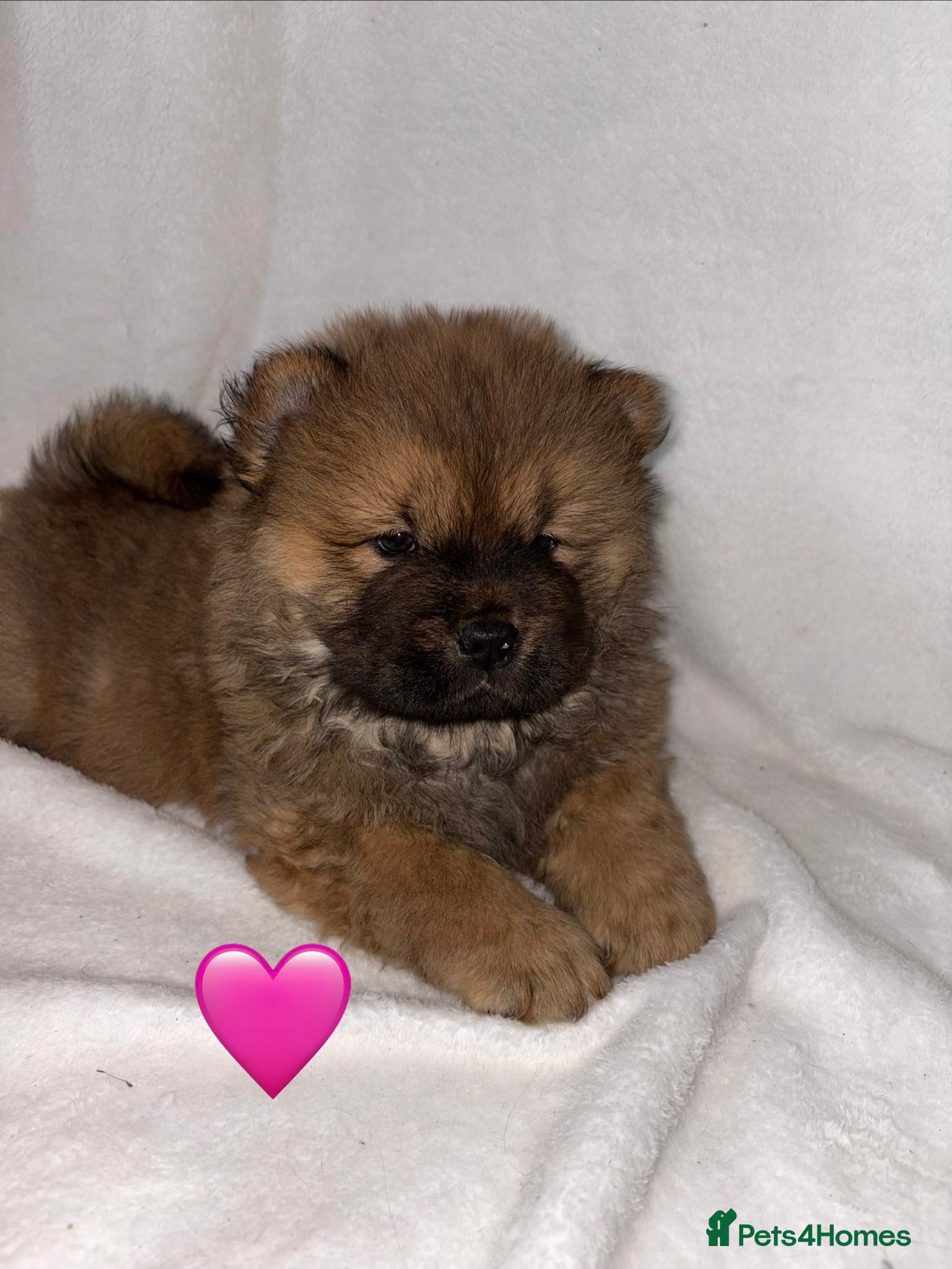 Chow Chow dogs 6 Stunning Chow Chow Puppies Left - Advert 6