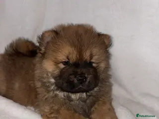 Chow Chow dogs 6 Stunning Chow Chow Puppies Left - Advert 6