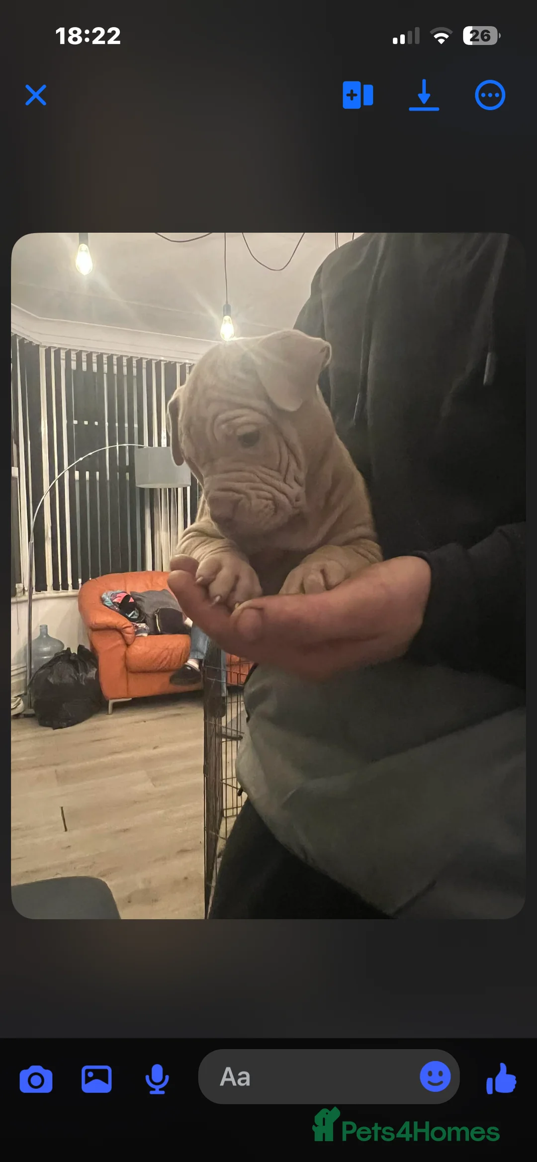 Mixed Breed dogs for sale: Shar pei x pocket bully - Advert 27