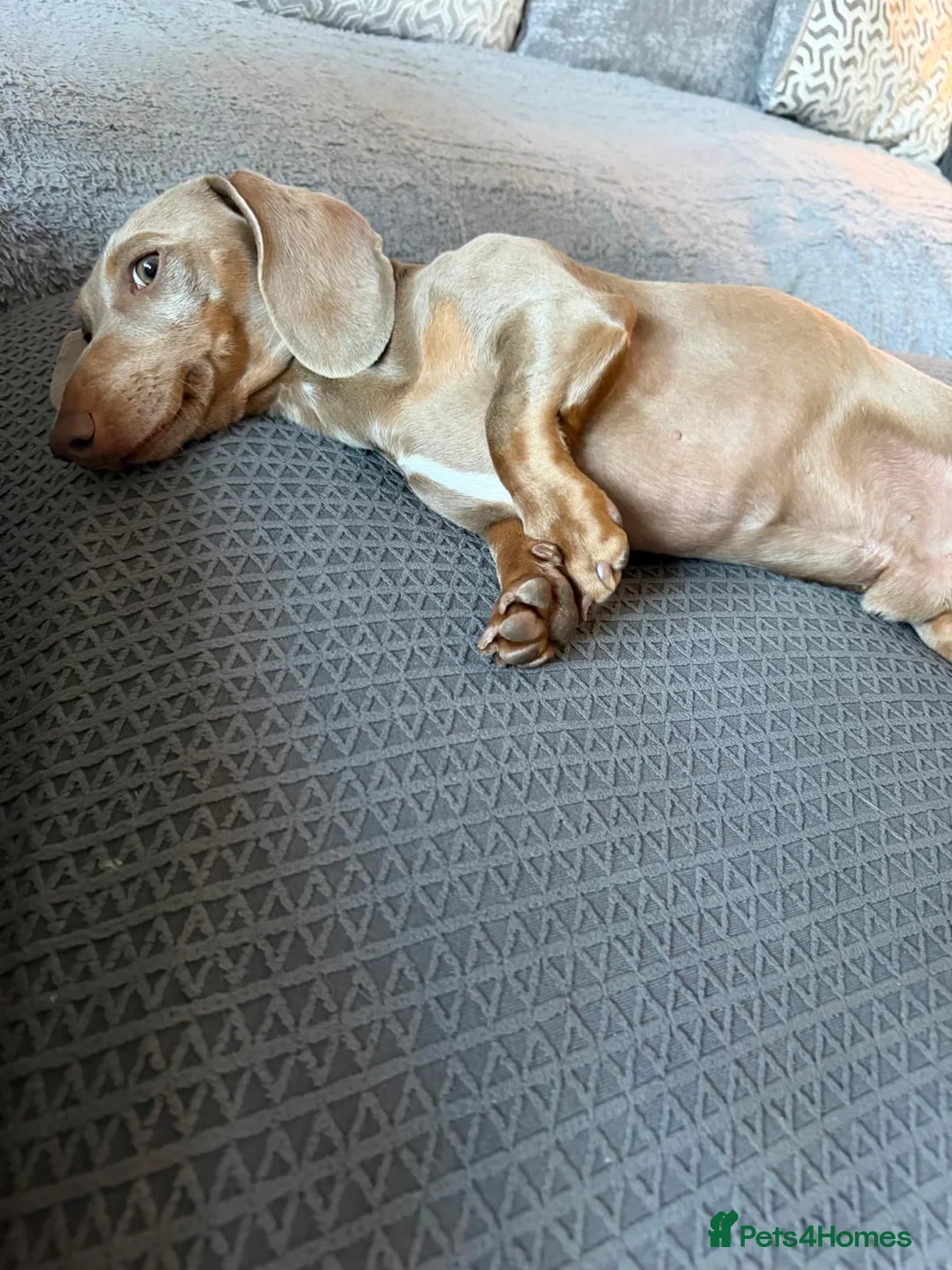Miniature Dachshund dogs for stud: KC Registered Isabella Tan Stud  - Advert 2