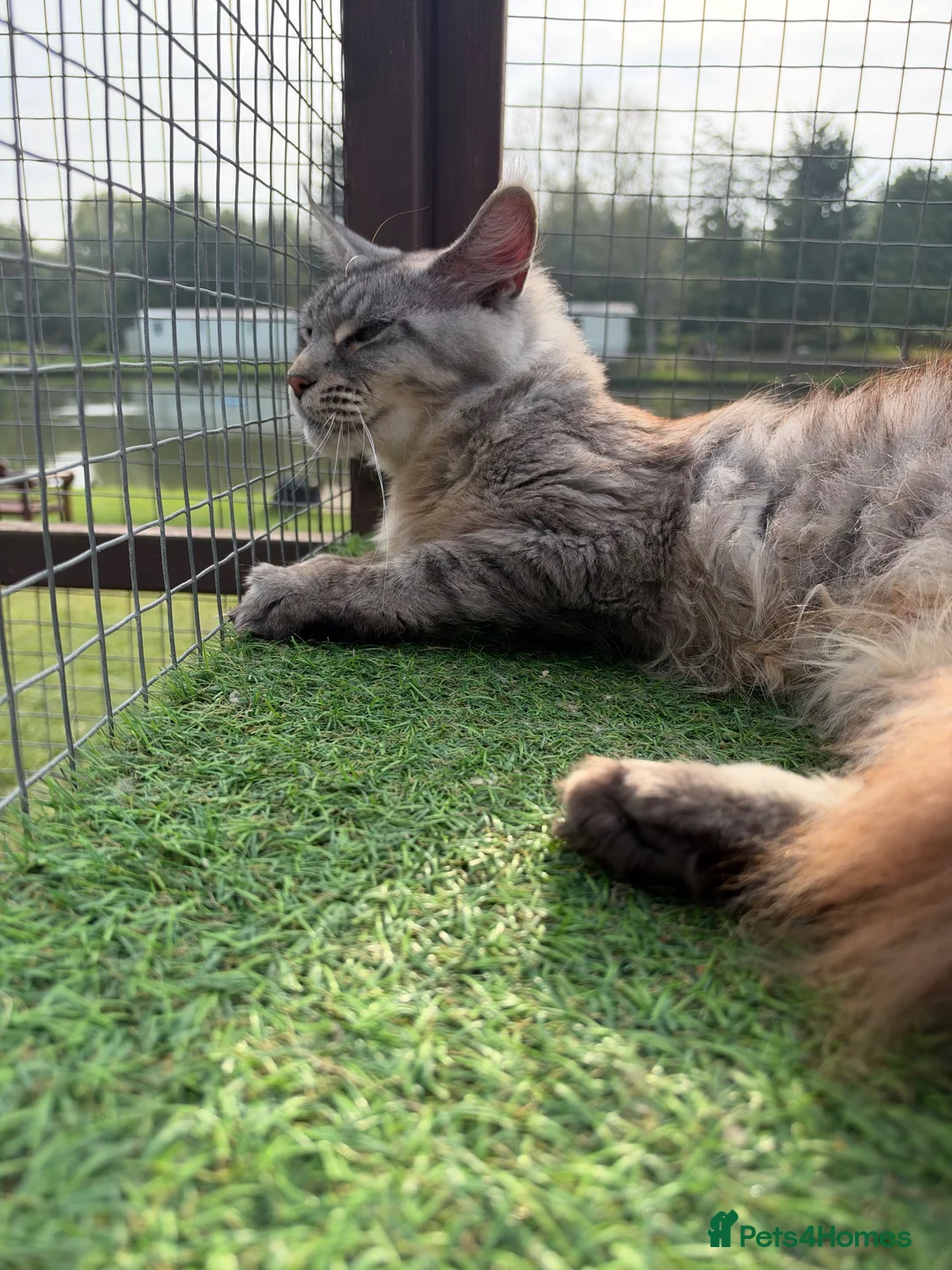 Maine Coon cats for sale: Maine Coon GCCF Registered - Advert 12
