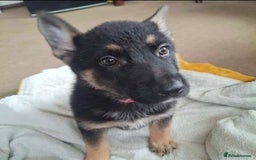 German Shepherd dogs for sale: BEAUTIFUL GERMAN SHEPHERD PUPS READY NOW - Image 23