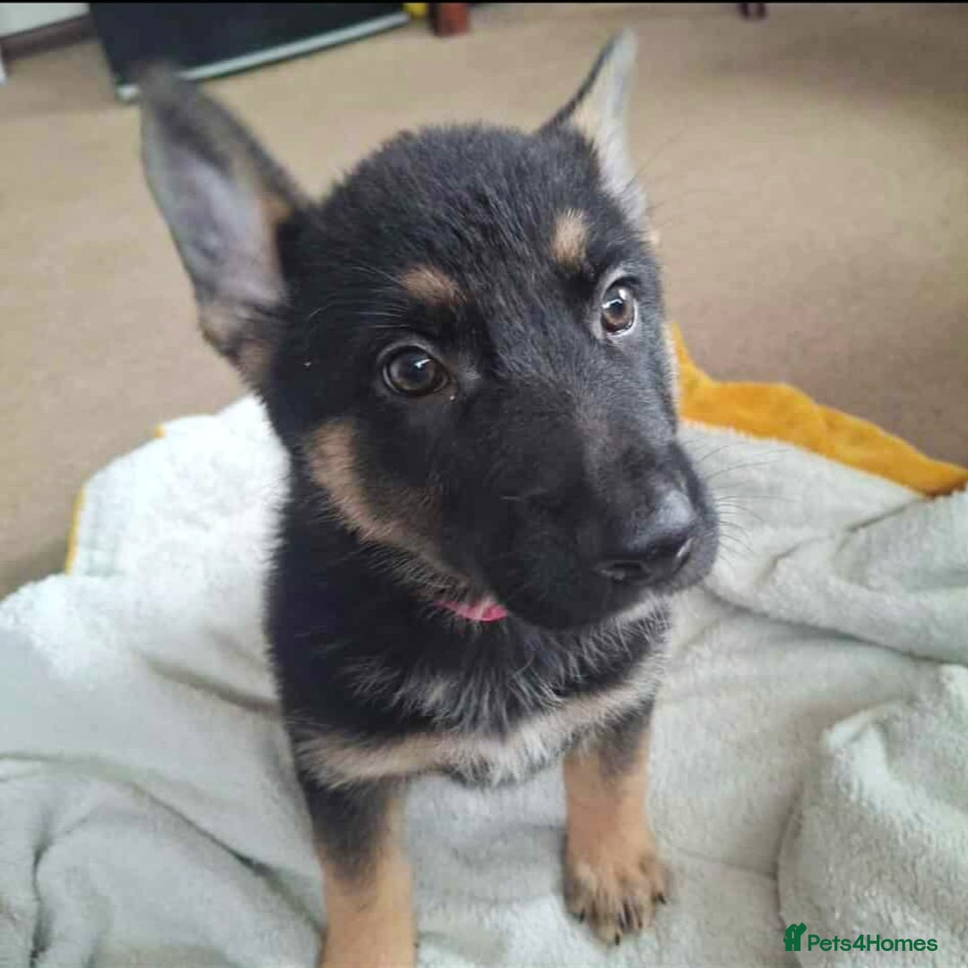 German Shepherd dogs for sale: BEAUTIFUL GERMAN SHEPHERD PUPS READY NOW - Image 23
