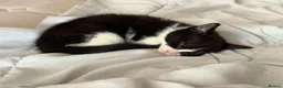 Mixed Breed cats for sale: 7 adorable kittens ready for a new home - Advert 16