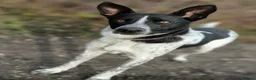 Mixed Breed dogs for adoption: 💙🐶 LEVKO – THE DOG WHO HAS ALL HOME PET HABITS in Burton-on-Trent - Advert 20