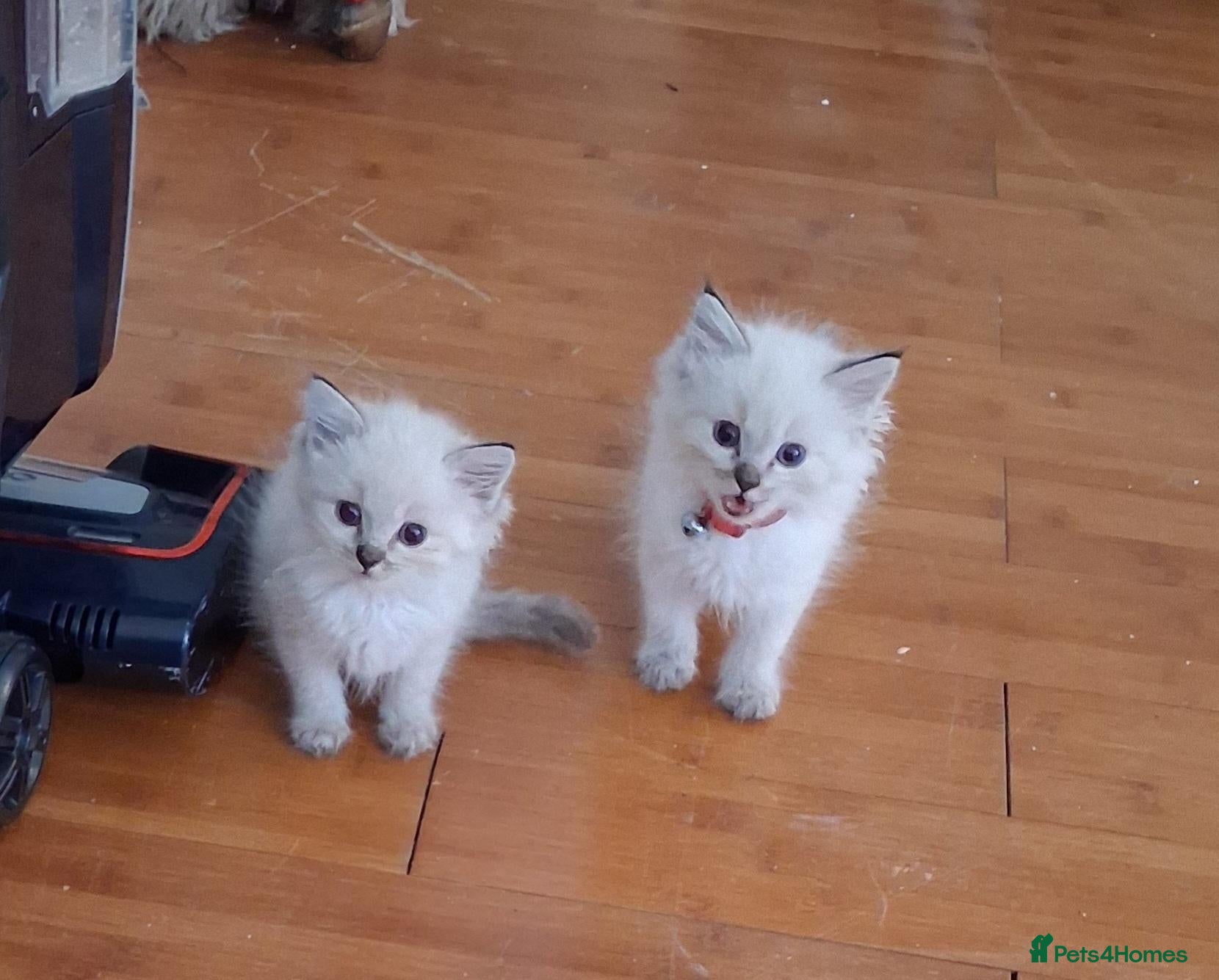 Ragdoll cats Beautiful Ragdoll Kittens - Advert 16