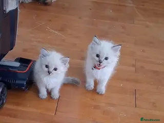 Ragdoll cats Beautiful Ragdoll Kittens - Advert 1