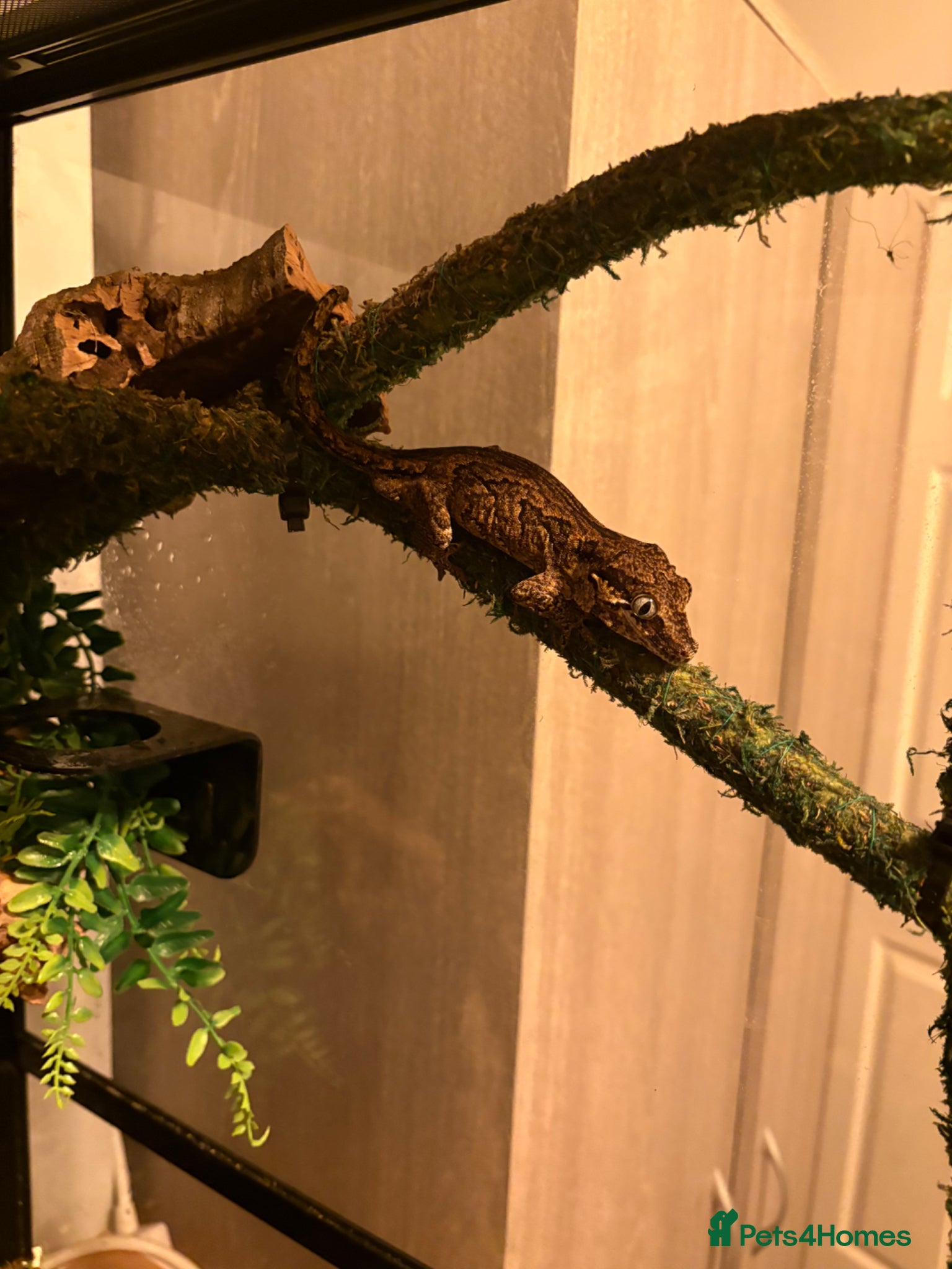 Gecko reptiles Gargoyle Gecko  - Advert 1