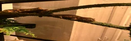Gecko reptiles for sale: Gargoyle Gecko  - Advert 1