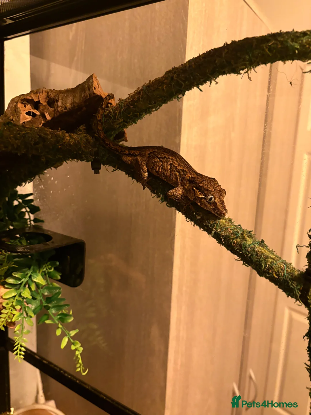 Gecko reptiles for sale: Gargoyle Gecko  - Advert 1