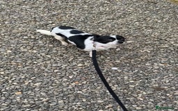 Chihuahua dogs for sale: Hi here is floky very friendly and play full  in Hayes - Image 1