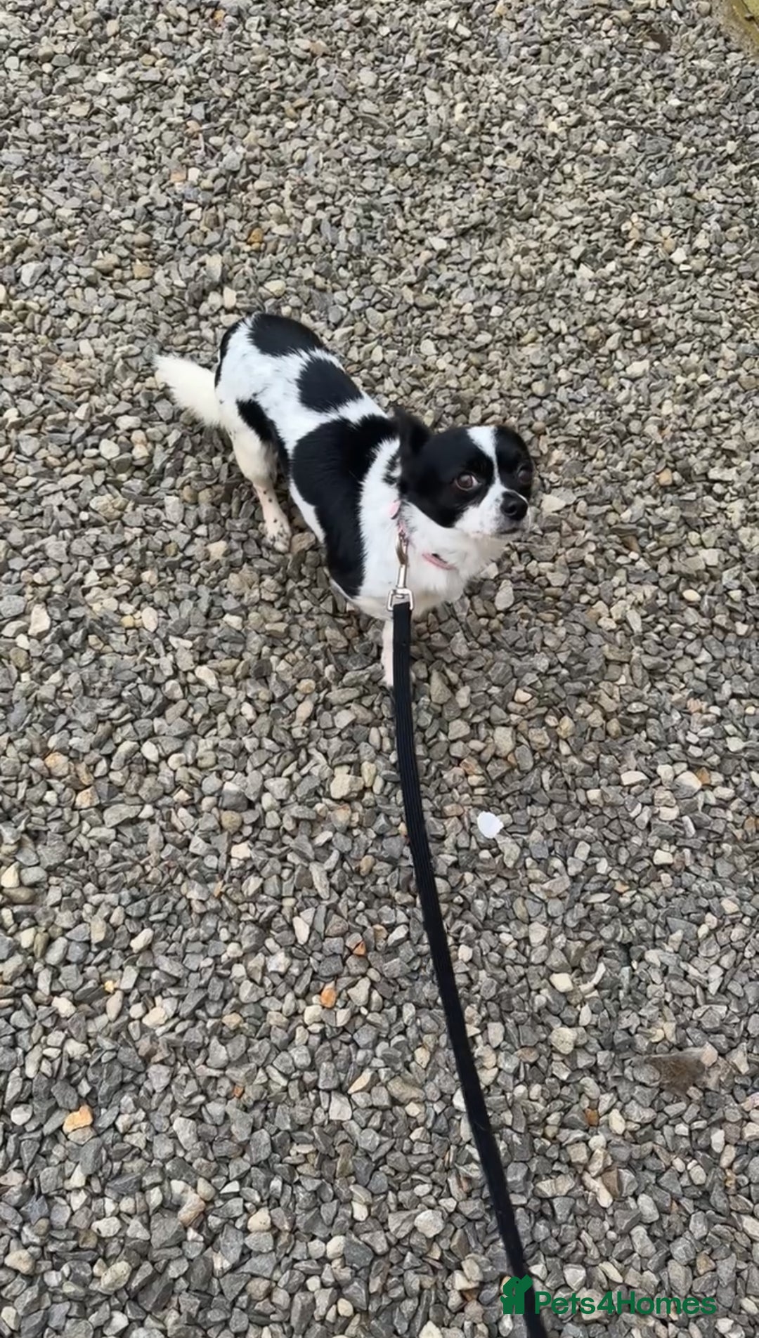 Chihuahua dogs for sale: Hi here is floky very friendly and play full  in Hayes - Image 1