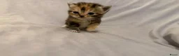 Mixed Breed cats for sale: Persian and Exotic Persian cross kittens - Advert 7