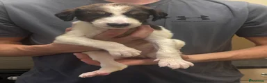 Saluki 5