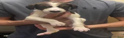 Saluki dogs for sale: Saluki pups  - Advert 2