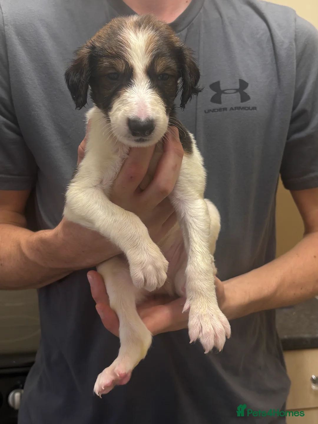Saluki dogs for sale: Saluki pups  - Advert 2
