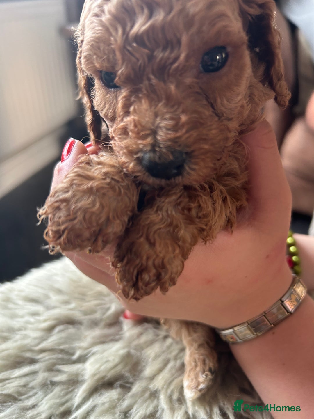 Cavapoo dogs for sale: ⭐️F1B COCKAPOO PUPS ⭐️ - Image 12