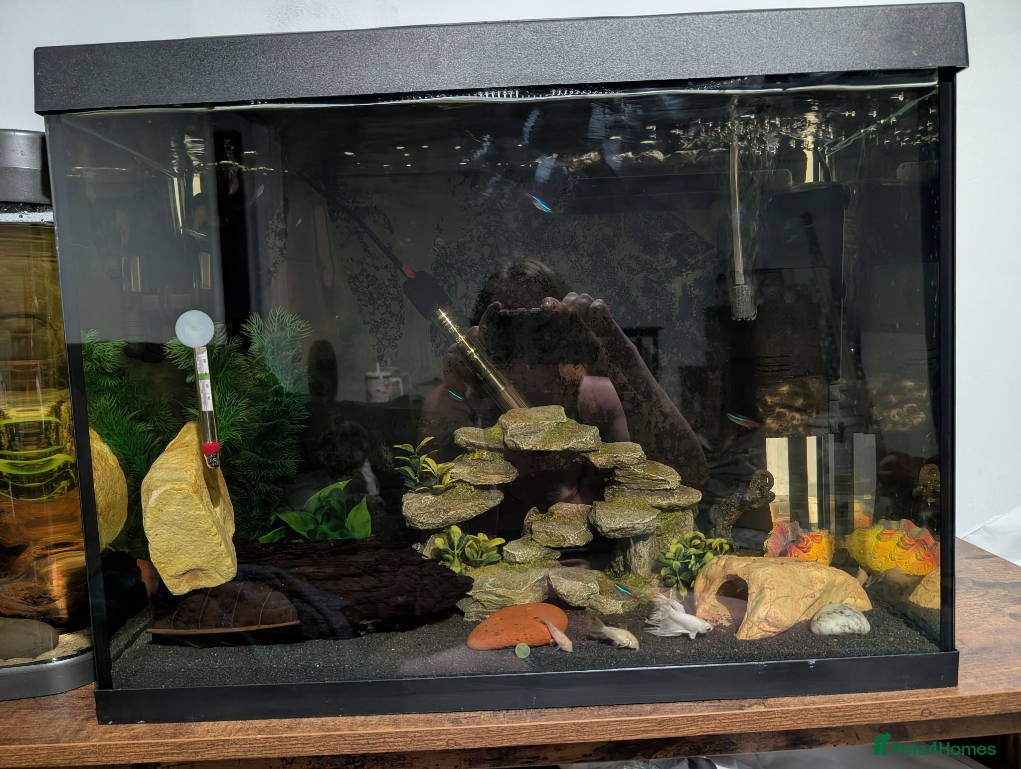 Bettas fish Two fully set up tanks - Advert 1