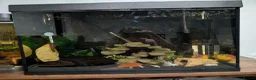 Bettas fish for sale: Two fully set up tanks - Advert 1