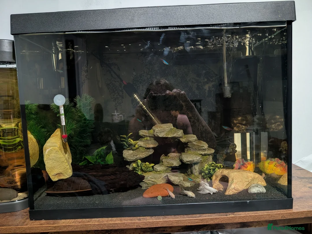 Bettas fish for sale: Two fully set up tanks - Advert 1