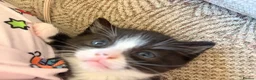 Mixed Breed cats for sale: Beautiful black and white fluffy kittens  in Holywell - Advert 9