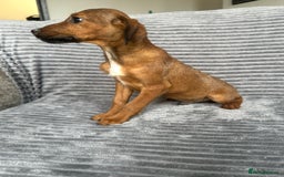 Mixed Breed dogs for sale: Adorable spaniel cross babies - Image 9