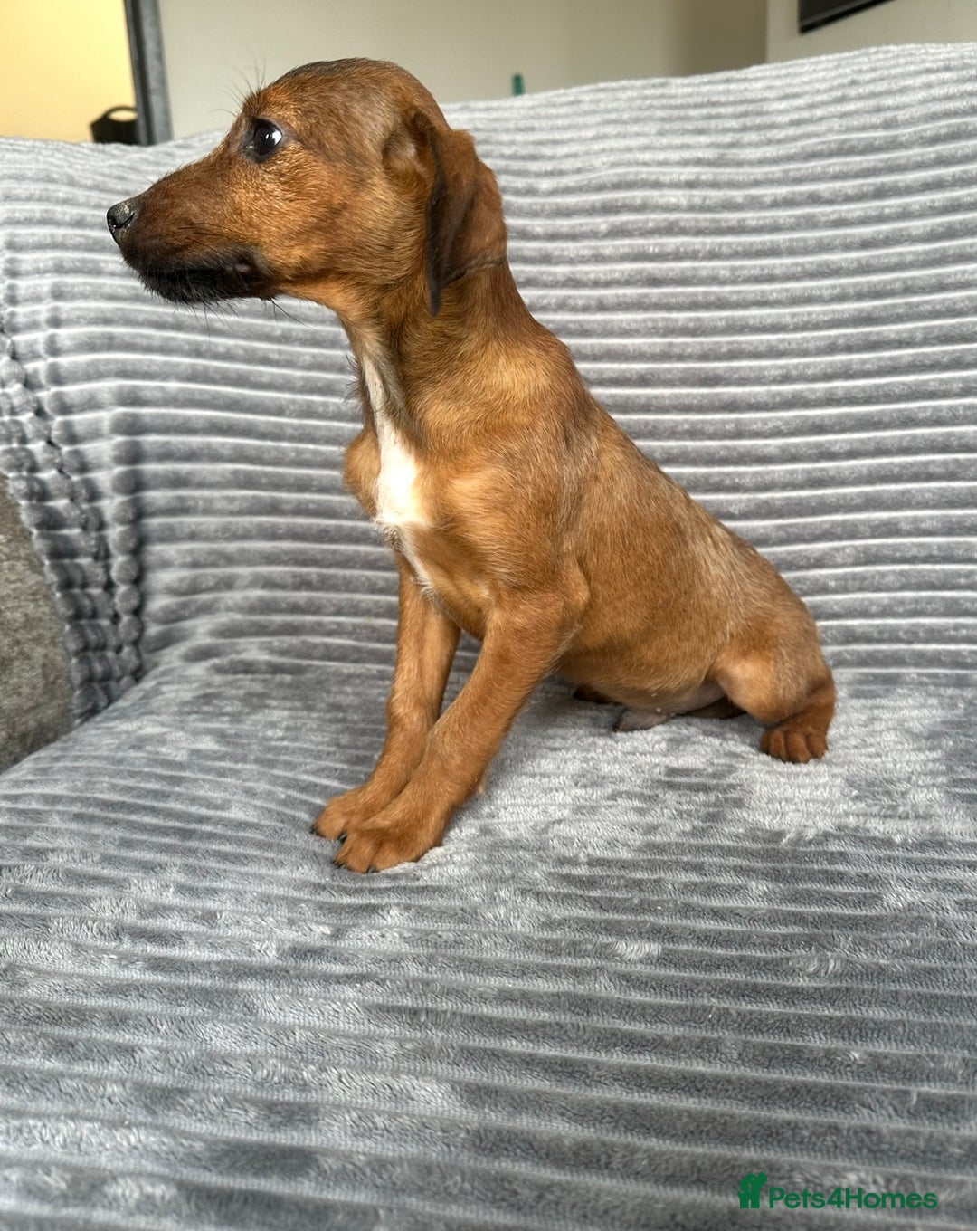 Mixed Breed dogs for sale: Adorable spaniel cross babies - Image 9