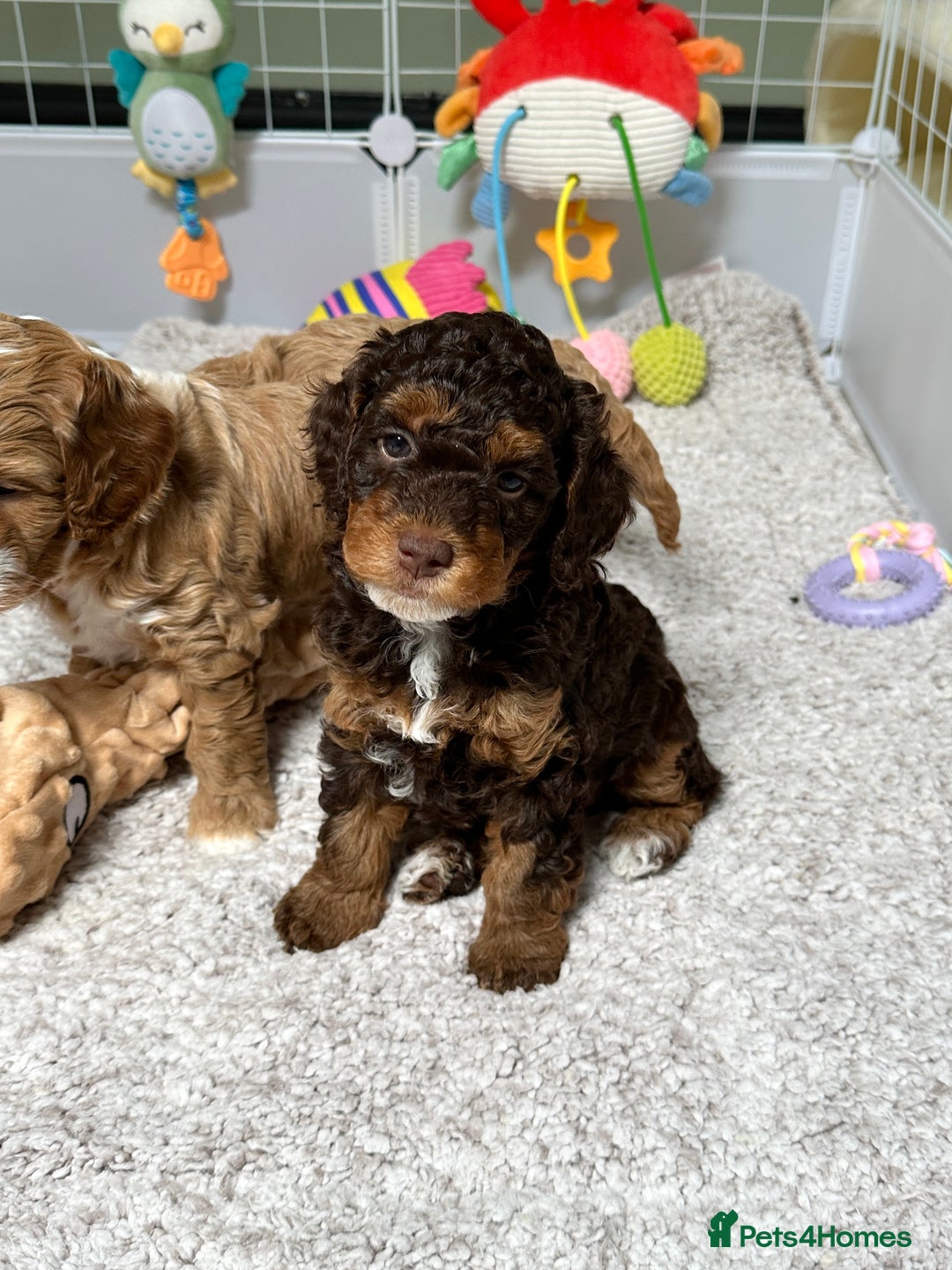 Cockapoo dogs for sale: Not Just Any Cockapoo Puppies – The Special Few - Image 7