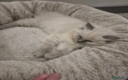 Ragdoll cats for sale: Pure Breed Ragdoll Kittens  - Advert 12