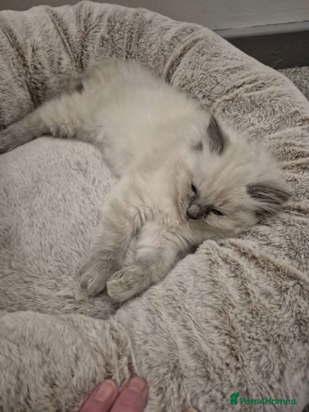 Ragdoll cats for sale: Pure Breed Ragdoll Kittens  - Advert 12