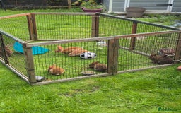 Rex rabbits for sale: Very cute rex bunnies - Image 3