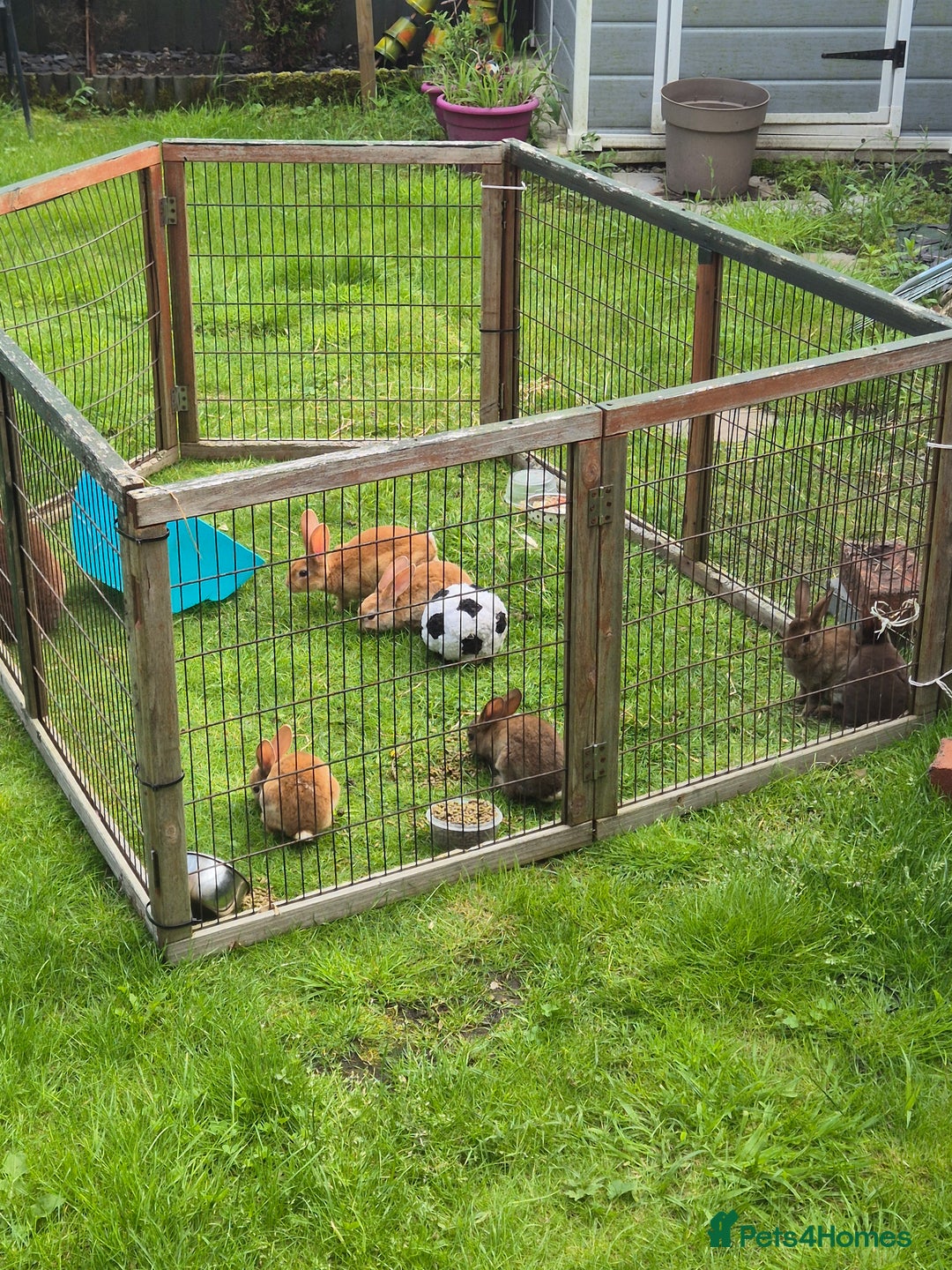 Rex rabbits for sale: Very cute rex bunnies - Image 3