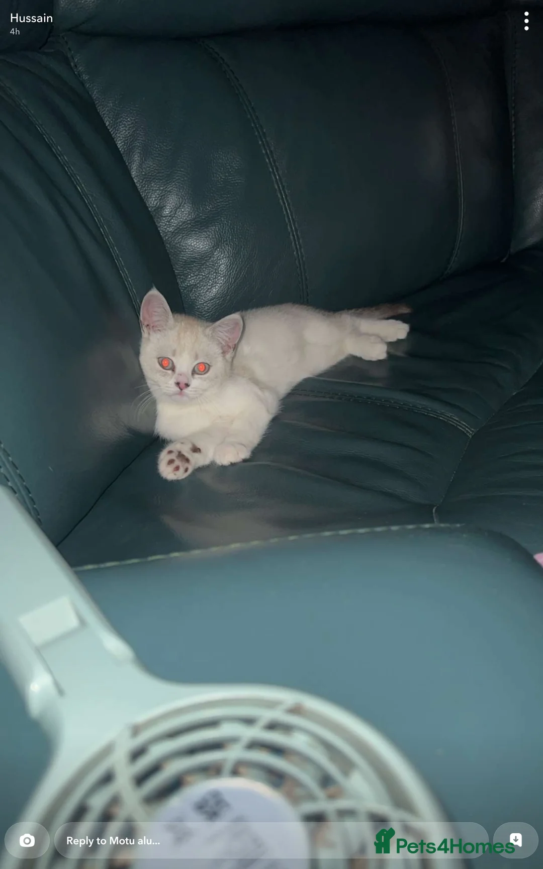 British Shorthair cats for sale: Beautiful white pure bred British shorthair in Stourbridge - Advert 1