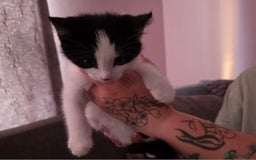 Mixed Breed cats for sale: Mixed Maine Coon - Image 1