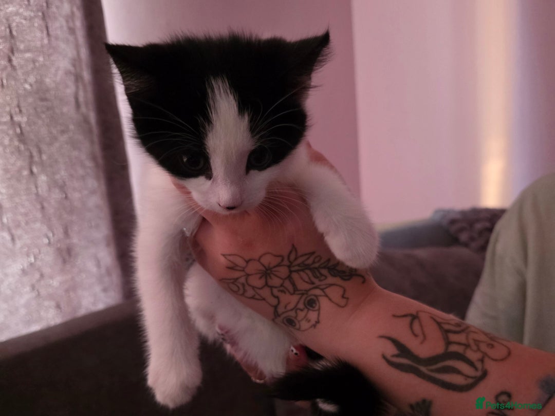 Mixed Breed cats for sale: Mixed Maine Coon - Image 1