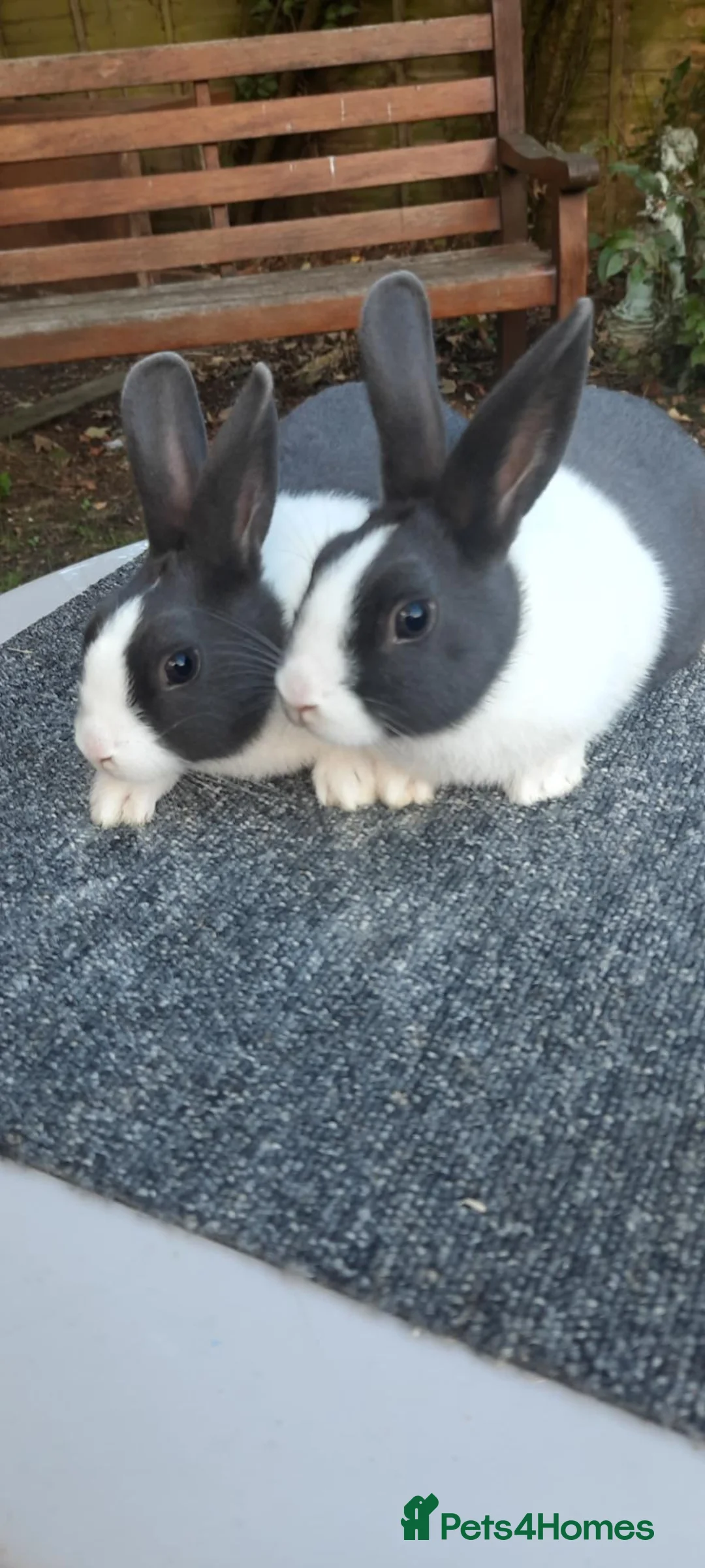 Dutch rabbits for sale: Purebred Dutch rabbits - Advert 2