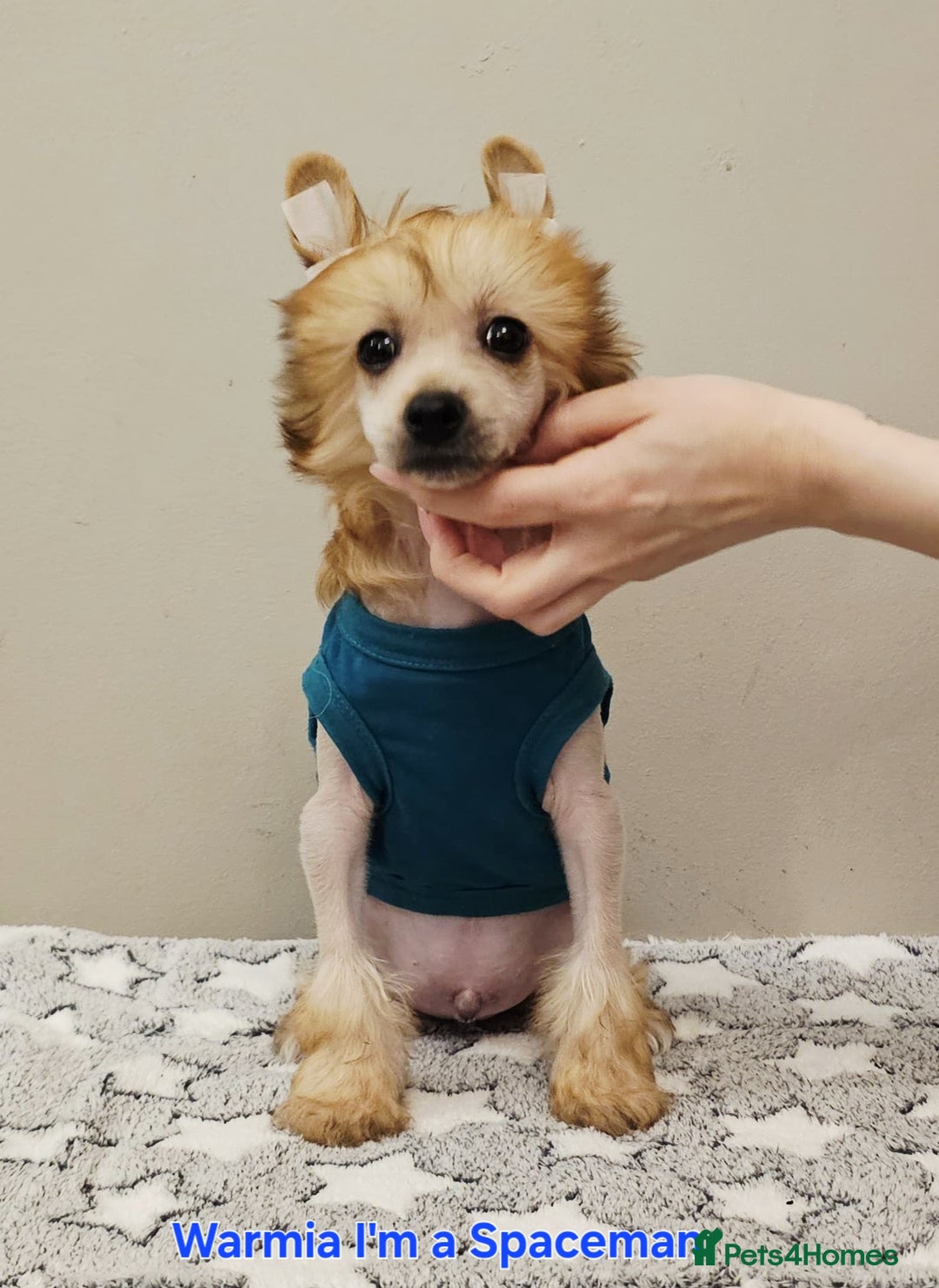 Chinese Crested dogs for sale: Powder puff boy £950, hl boy £1800 - Image 9