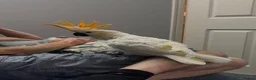 Cockatoo birds for sale: Sulphur Cockatoo in Sheffield - Advert 7