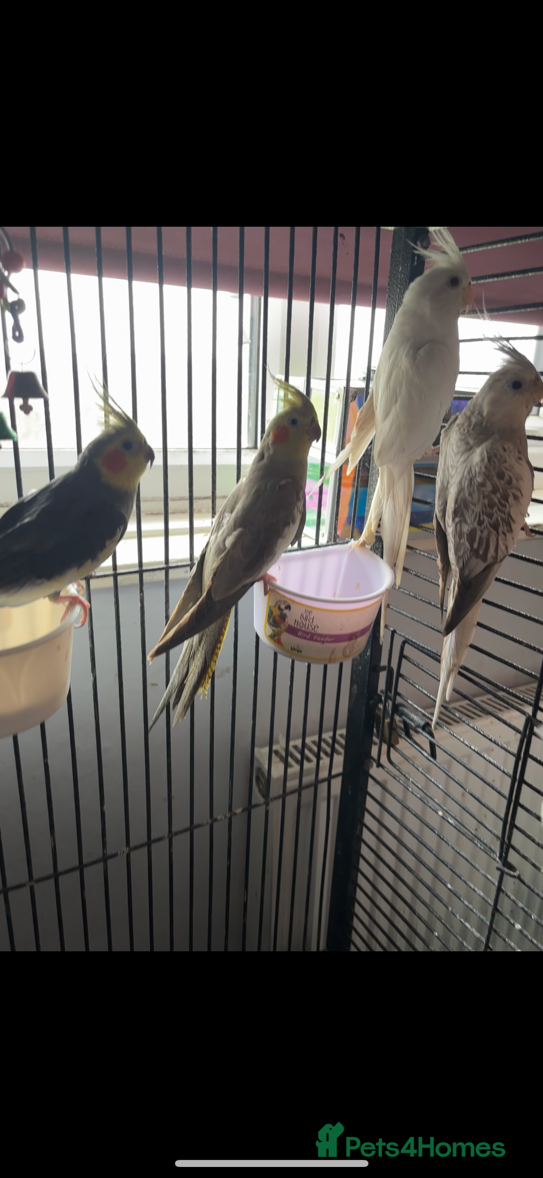 Cockatiels birds for sale: 4 beautiful cockatiels for sale  - Advert 1
