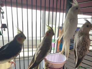 Cockatiels birds 4 beautiful cockatiels for sale - Advert 1