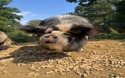 Pig livestock for sale: 2 very friendly female Kune Kune pigs!  - Image 2