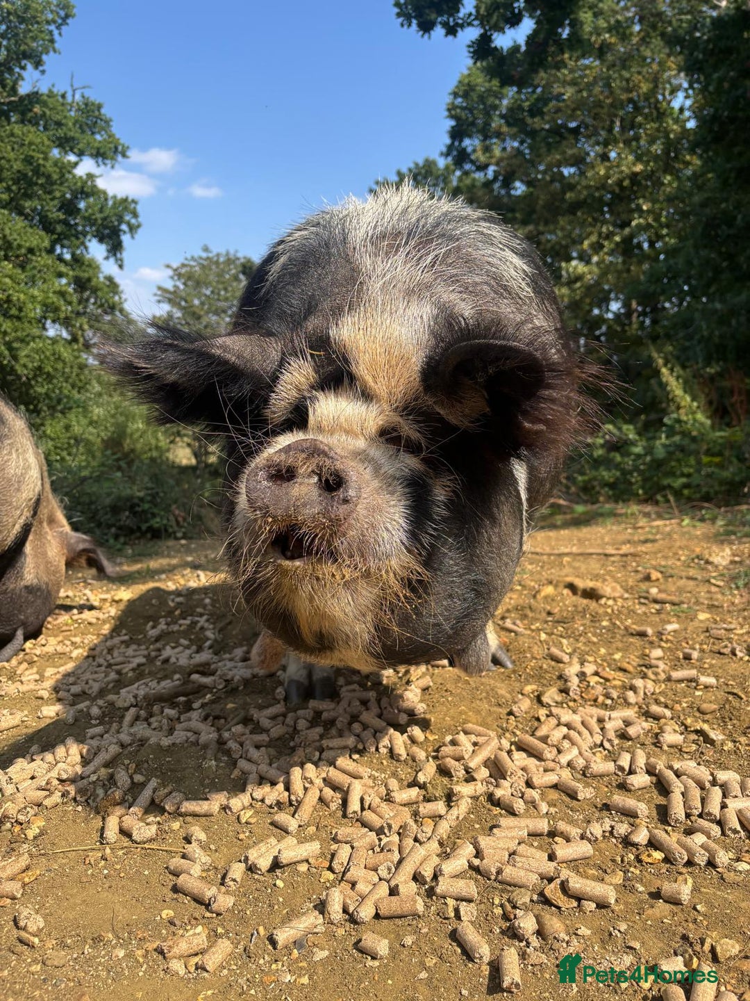 Pig livestock for sale: 2 very friendly female Kune Kune pigs!  - Image 2
