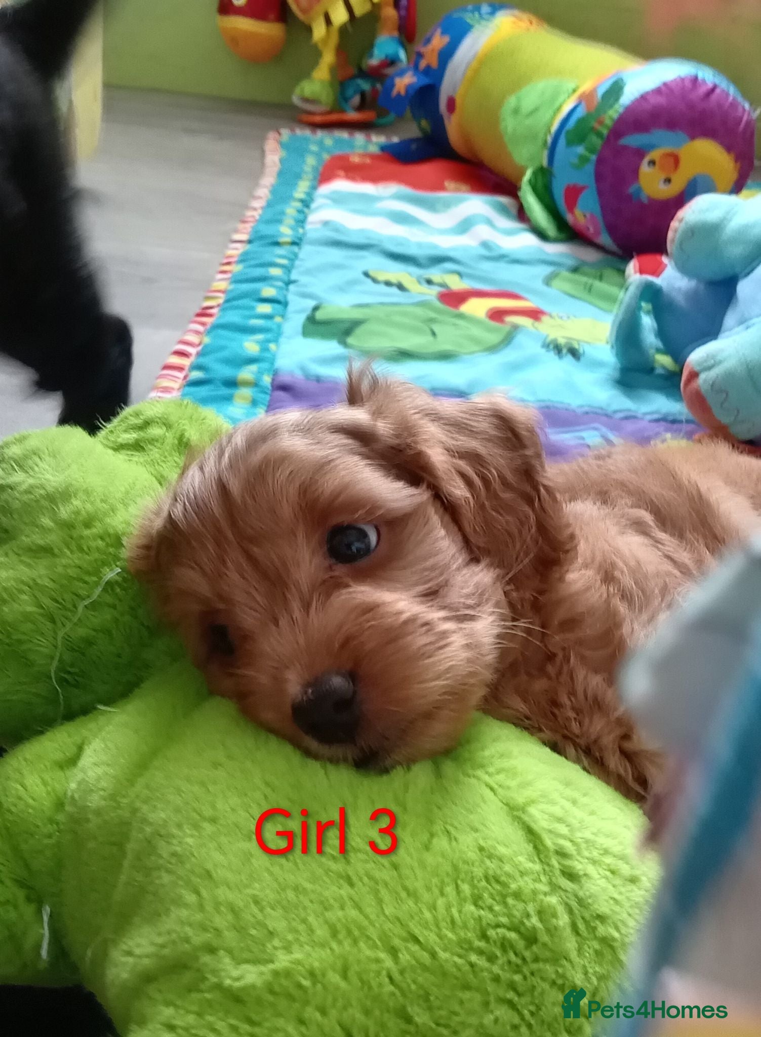 Cockapoo dogs Cockapoo puppies  - Advert 2